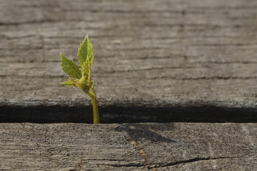 无人,横图,俯视,室外,特写,白天,植物,地板,叶子,阴影,新鲜,缝隙,裂缝,光线,纹理,影子,绿叶,地面,幼苗,木地板,绿色,阳光,嫩叶,青春,生命,和平,安详,漏洞,狭窄,肌理,冷色,局促,狭小,叶,叶片,叶脉,彩图,高角度拍摄