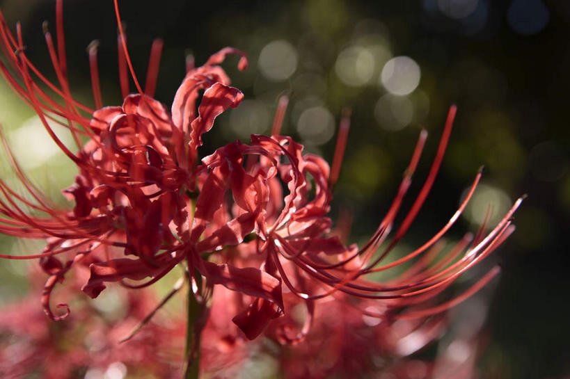 无人,横图,室外,特写,白天,正面,美景,东京,日本,亚洲,阴影,朦胧,模糊,盛开,光线,影子,景观,花蕾,花,花瓣,花朵,鲜花,一朵,红色,阳光,自然,花苞,花蕊,景色,自然风光,东亚,本州,关东地方,本州岛,日本国,东京都,蜘蛛百合,多摩,笹蟹百合,螫蟹花,水鬼蕉,蜘蛛兰,天生丽质,多摩市,彩图