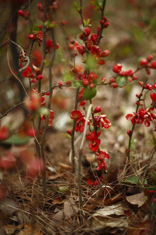 无人,竖图,室外,特写,白天,正面,美景,植物,静物,叶子,东京,日本,亚洲,许多,观赏,枯萎,盛开,干燥,景观,梅花,枯草,枯叶,绿叶,落叶,花蕾,草,花,花瓣,花朵,鲜花,黄色,红色,绿色,自然,春季,春天,花苞,花蕊,嫩叶,景色,浏览,生长,成长,生机,杂乱,混乱,枝叶,高雅,坚强,生命,欣赏,自然风光,东亚,本州,关东地方,本州岛,日本国,东京都,春日,紊乱,芜杂,梅,叶,叶片,红梅,彩图