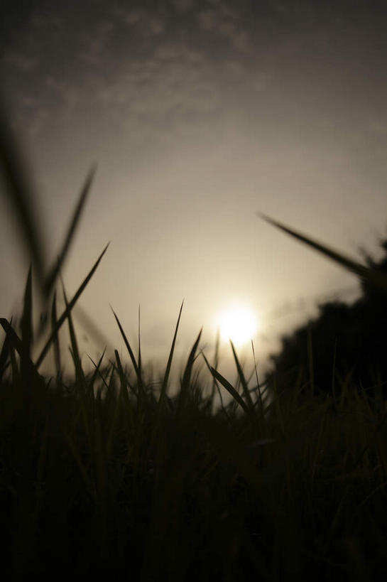 无人,竖图,室外,白天,正面,美景,植物,日本,亚洲,阴影,反射,影子,景观,稻草,干草,自然,景色,生长,自然风光,东亚,日本国,彩图,太阳草