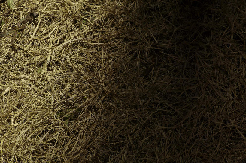 无人,横图,俯视,室外,白天,正面,美景,东京,日本,亚洲,阴影,光线,影子,景观,田地,稻草,干草,阳光,自然,景色,生长,自然风光,生存,东亚,本州,关东地方,本州岛,日本国,东京都,多摩,多摩市,彩图,高角度拍摄