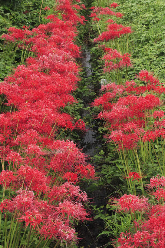 无人,竖图,俯视,室外,白天,旅游,度假,花海,花圃,美景,植物,叶子,日本,亚洲,许多,盛开,景观,水沟,沟渠,很多,花蕾,娱乐,花,花瓣,花朵,花卉,鲜花,红色,绿色,自然,花丛,花束,花田,花苞,花蕊,享受,休闲,景色,放松,自然风光,东亚,本州,本州岛,日本国,近畿地方,近畿,滋贺,滋贺县,蜘蛛百合,笹蟹百合,螫蟹花,水鬼蕉,蜘蛛兰,天生丽质,彩图,高角度拍摄