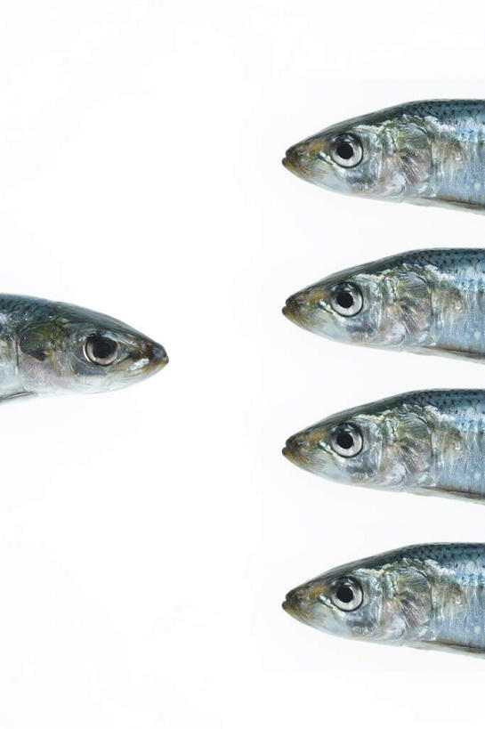 海鲜,无人,竖图,俯视,室内,特写,白天,白色背景,餐桌,桌面,桌子,静物,五个,一排,许多,整齐,鱼,水产,鱼类,海洋生物,排列,摄影,影棚,五条,餐台,队列,水生动物,海产品,水生物,海底动物,半身,彩图,高角度拍摄,影棚拍摄,拍摄