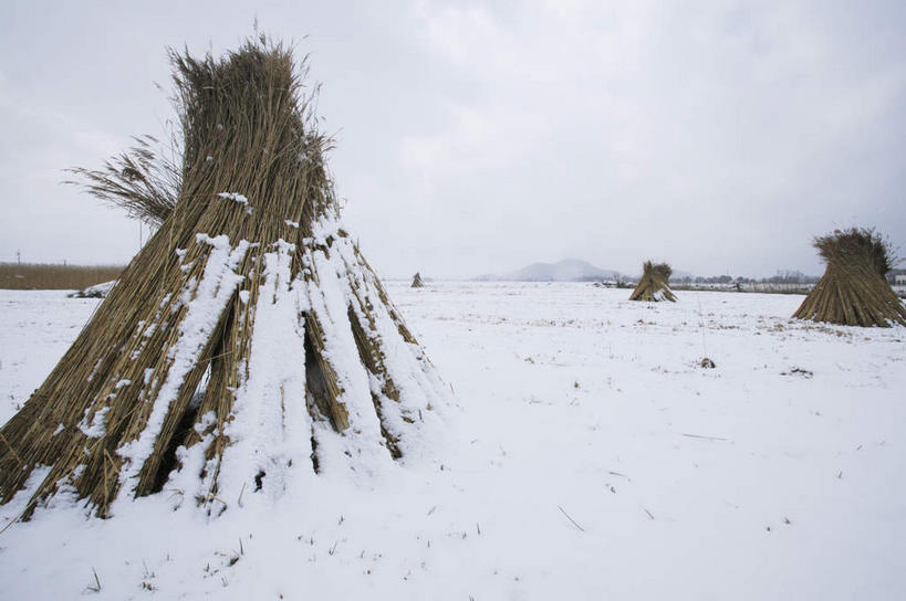 无人,横图,室外,白天,正面,旅游,度假,美景,山,山脉,雪,植物,大雪,日本,亚洲,一堆,许多,堆叠,堆积,枯萎,积雪,景观,山峰,雪景,云,云朵,冬季,冬天,枯草,干草堆,山峦,云彩,娱乐,草,黄色,蓝色,白云,蓝天,天空,自然,群山,天,享受,休闲,景色,放松,寒冷,晴朗,堆,自然风光,东亚,本州,本州岛,日本国,近畿地方,近畿,滋贺,滋贺县,严寒,晴空,彩图