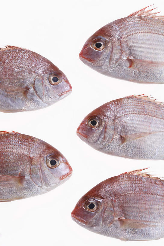 海鲜,无人,竖图,俯视,室内,特写,白天,餐桌,桌面,桌子,静物,一排,许多,整齐,鱼,鲷鱼,水产,鱼类,海洋生物,排列,五条,餐台,鲷,加吉鱼,铜盆鱼,队列,水生动物,海产品,水生物,海底动物,班加吉,加真鲷,半身,彩图,高角度拍摄