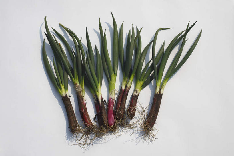 无人,横图,俯视,室内,特写,白天,白色背景,蔬菜,一排,许多,阴影,新鲜,整齐,反射,影子,葱,青葱,食品,很多,食物,排列,须,摄影,有机食品,绿色食品,影棚,队列,彩图,高角度拍摄,影棚拍摄,拍摄