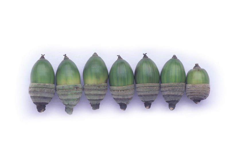 无人,横图,室内,特写,白天,白色背景,正面,一排,许多,整齐,食品,坚果,很多,食物,排列,干果,摄影,影棚,队列,橡果,橡树果,橡栗,橡实,橡树子,橡子,彩图,影棚拍摄,拍摄