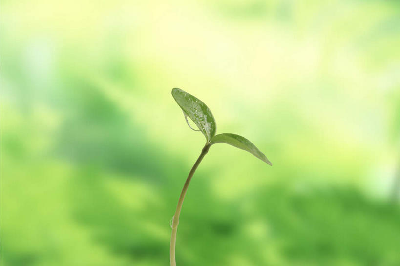 无人,横图,室外,特写,白天,正面,旅游,度假,美景,植物,叶子,朦胧,模糊,景观,绿叶,娱乐,幼苗,树,树木,绿色,自然,享受,休闲,嫩叶,景色,放松,生长,成长,希望,盼望,期望,自然风光,但愿,进展,叶,叶片,彩图