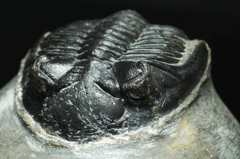 无人,横图,室内,特写,白天,正面,石头,静物,黑色背景,化石,三叶虫,石子,摄影,影棚,石块,彩图,影棚拍摄,拍摄