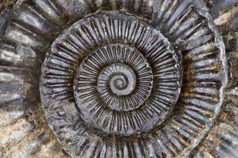 无人,横图,室内,特写,白天,白色背景,正面,石头,静物,花纹,化石,螺旋,石子,旋转,一个,黑色,摄影,影棚,单个,贵重,珍贵,名贵,菊石,宝贵,石块,彩图,影棚拍摄,拍摄