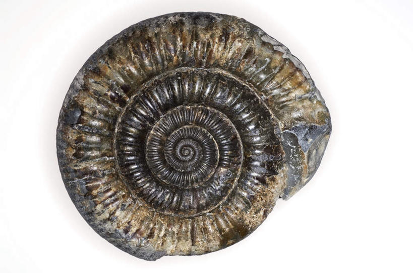 无人,横图,室内,特写,白天,白色背景,正面,石头,静物,花纹,化石,螺旋,石子,一个,黑色,摄影,影棚,单个,贵重,珍贵,名贵,菊石,宝贵,石块,彩图,影棚拍摄,拍摄