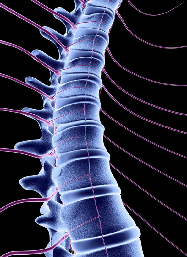 神经,脊髓,动脉,静脉,骨骼,无人,竖图,插画,室内,白天,白色背景,正面,数码,科技,一排,阴影,曲折,弯曲,整齐,网络,圆圈,圈,骨头,高光,几何,计算机图形,合成,图画,画,排列,紫色,模型,蜿蜒,电脑合成图,数码合成图,骨架,人体器官,器官,队列,漫画,写实,具体,具象,腰椎,摆列,脊髓神经,脊柱,彩图,布列,分列,神经系统