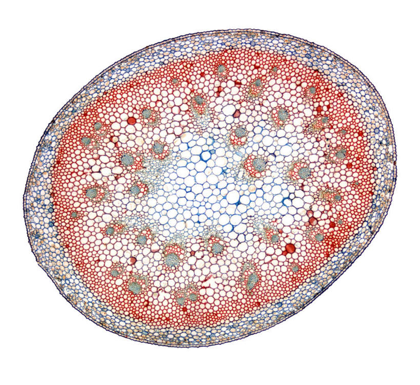 无人,横图,俯视,室内,特写,白天,仪器,一堆,许多,盘绕,堆叠,堆积,检查,环绕,盛开,围绕,反射,分析,科学,显微镜,茎,很多,弧形,花蕾,环抱,花,花瓣,花朵,鲜花,排列,红色,白色,灰色,花苞,花蕊,观察,清晰,探索,缭绕,放大,观看,皮肤,堆,仔细,透镜,混合,凸透镜,聚焦,关注,粒子,馕,光学,清楚,摆列,搀杂,夹杂,拌合,掺和,搀和,彩图,高角度拍摄,拍摄,适应,百合干,边沿,边缘,布列,分列