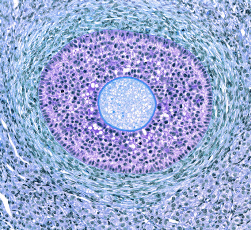 内脏,动脉,静脉,卵巢,无人,横图,俯视,室内,特写,白天,仪器,连接,盘绕,组合,检查,朦胧,模糊,环绕,立体,围绕,反射,分析,科学,曲线,显微镜,线条,圆,圈,环抱,旋转,蓝色,紫色,模型,观察,清晰,探索,摄影,缭绕,放大,观看,仔细,链接,透镜,人体器官,凸透镜,紧固,聚焦,器官,关注,拼接,拼凑,扭转,光学,拼合,凑集,聚合,撮合,链结,牢固,清楚,解剖学,卵泡,彩图,高角度拍摄,拍摄