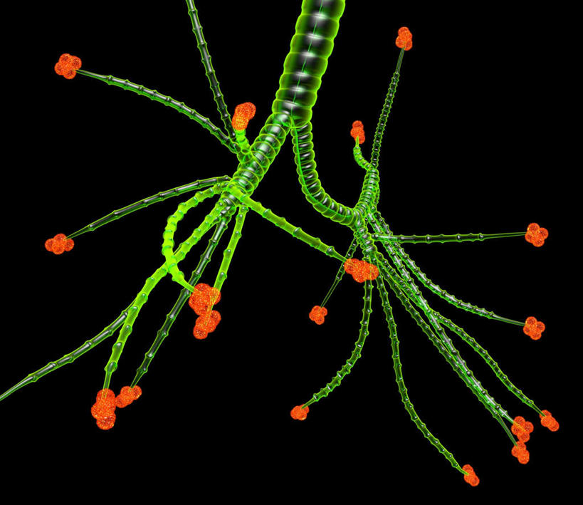 内脏,肺,动脉,静脉,无人,横图,插画,室内,白天,正面,数码,科技,许多,连接,阴影,黑色背景,组合,网络,很多,高光,几何,计算机图形,合成,图画,分开,画,球,黄色,绿色,模型,分叉,链接,分散,电脑合成图,数码合成图,人体器官,紧固,器官,拼接,拼凑,漫画,支气管,医疗保健,写实,具体,具象,拼合,凑集,聚合,撮合,链结,牢固,支气管树,呼吸系统,肺部,肺脏,接触,彩图