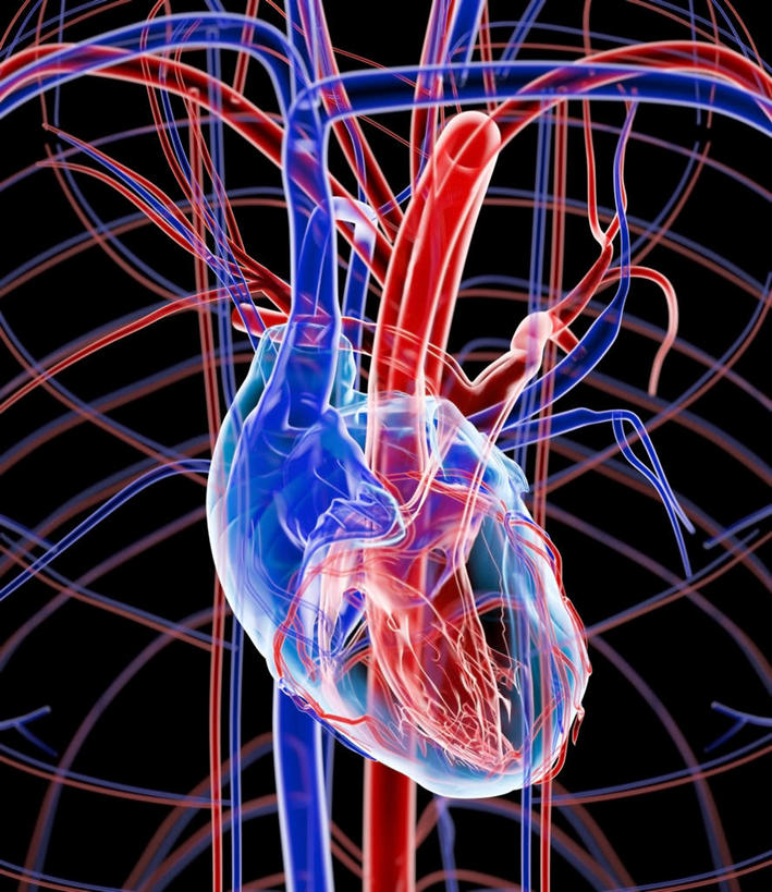 内脏,心脏,动脉,静脉,无人,交叉,竖图,插画,室内,白天,正面,数码,科技,静物,连接,盘绕,阴影,黑色背景,组合,环绕,围绕,透明,反射,网格,网络,包裹,线条,影子,高光,几何,计算机图形,合成,图画,环抱,画,交错,一个,红色,蓝色,模型,垂直,人体,缭绕,单个,链接,交织,电脑合成图,数码合成图,生物学,紧固,器官,拼接,拼凑,漫画,心血管,心房,心室,生理学,写实,具体,具象,拼合,凑集,聚合,撮合,链结,牢固,穿插,庞杂,紊乱,错乱,心,彩图