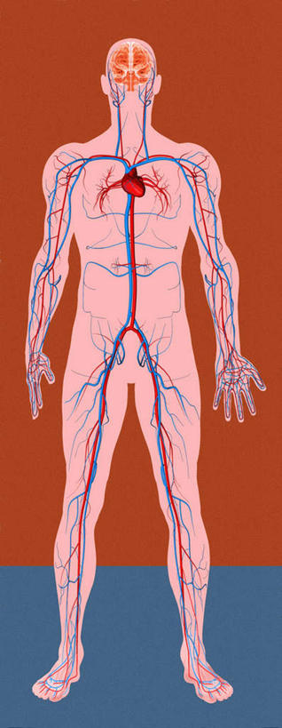 内脏,动脉,静脉,血管,一个人,无人,站,竖图,彩色,插画,室内,白天,正面,数码,科技,仅一个男性,仅一个人,阴影,网络,高光,几何,计算机图形,合成,图画,画,仅一个年轻男性,红色,蓝色,模型,站着,血液,流动,活动,电脑合成图,数码合成图,人体器官,器官,漫画,写实,具体,具象,男人,男性,年轻男性,站立,彩图,全身,循环系统