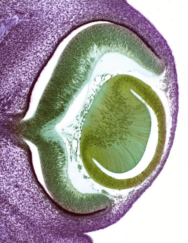 无人,竖图,插画,室内,特写,白天,正面,数码,科技,猪,阴影,网络,高光,几何,计算机图形,合成,图画,画,绿色,动物,家畜,牲畜,电脑合成图,数码合成图,视网膜,眼球,漫画,写实,具体,具象,眼,彩图