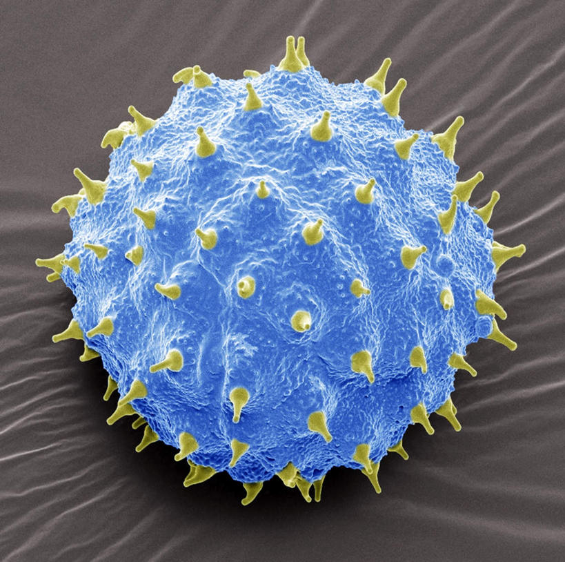 无人,横图,室内,特写,白天,正面,数码,科技,许多,阴影,灰色背景,褶皱,透明,网络,很多,高光,几何,计算机图形,球形,合成,一个,蓝色,刺,单个,电脑合成图,数码合成图,花粉,写实,具体,具象,理智,沉静,冷色,高深,冷淡,彩图