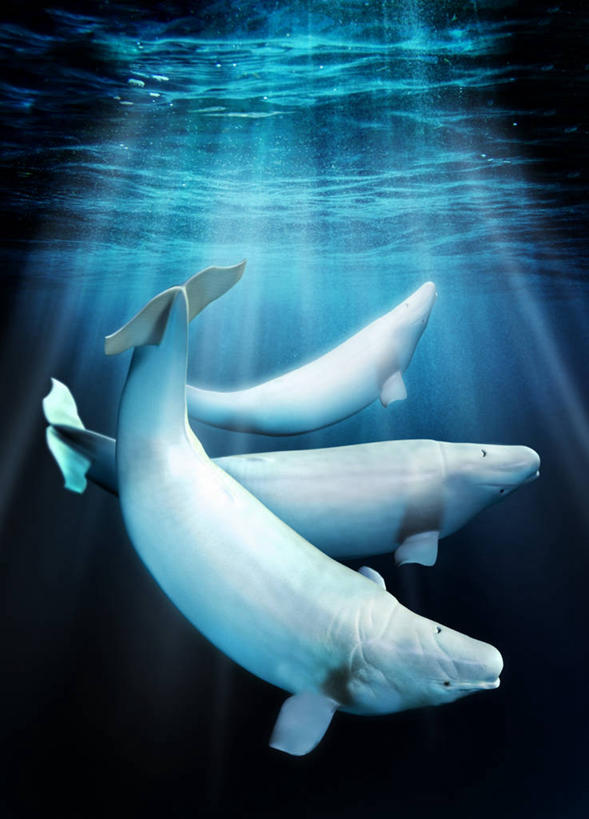 游泳,无人,竖图,插画,室内,白天,侧面,数码,科技,海浪,海洋,哺乳动物,鲸鱼,三只,阴影,梦幻,发光,光束,网络,浪花,光亮,高光,几何,计算机图形,合成,图画,注视,海洋生物,画,海水,观察,看,鲸,观看,电脑合成图,数码合成图,察看,未来,合成图,关注,发亮,水生动物,白鲸,水生物,漫画,海景,海底动物,憧憬,写实,具体,具象,泅水,贝鲁卡鲸,拍浮,大海,风浪,海,海水的波动,近岸浪,涌浪,彩图,全身