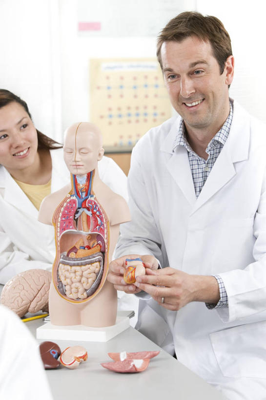 西方人,背部,内脏,动脉,静脉,三个人,伙伴,朋友,学生,教师,站,坐,笑,微笑,露齿笑,竖图,室内,白天,正面,友谊,静物,欧洲,欧洲人,大脑,握,服装,朦胧,模糊,医学,实验室,研究室,拿,拿着,扭头,注视,衣服,白色,模型,观察,看,站着,转头,同学,握着,人体,服饰,观看,察看,生物学,人体器官,衣着,器官,白大褂,校友,穿着,关注,沟壑,试验室,实验服,小脑,脑干,生理学,同窗,学友,大脑皮层,端脑,沟,灰质,回,间脑,衣饰,门生,友情,模子,男人,男性,年轻男性,年轻女性,女人,女性,中年男性,白种人,讲师,教授,老师,站立,坐着,半身,彩图,实验衣