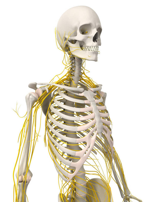 颅骨,脑,脊髓,骨骼,一个人,无人,站,竖图,插画,室内,白天,白色背景,正面,数码,科技,仅一个男性,仅一个人,阴影,网络,骨头,高光,几何,计算机图形,合成,图画,画,仅一个年轻男性,黄色,白色,站着,电脑合成图,数码合成图,骨架,合成图,漫画,写实,具体,具象,鼻骨,顶骨,额骨,颈椎,颞骨,脊神经,脑神经,下颌骨,颧骨,中枢神经系统,周围神经系统,男人,男性,年轻男性,脊柱,头盖骨,站立,半身,彩图,调节系统,植物性神经,周围神经,神经系统,中枢神经