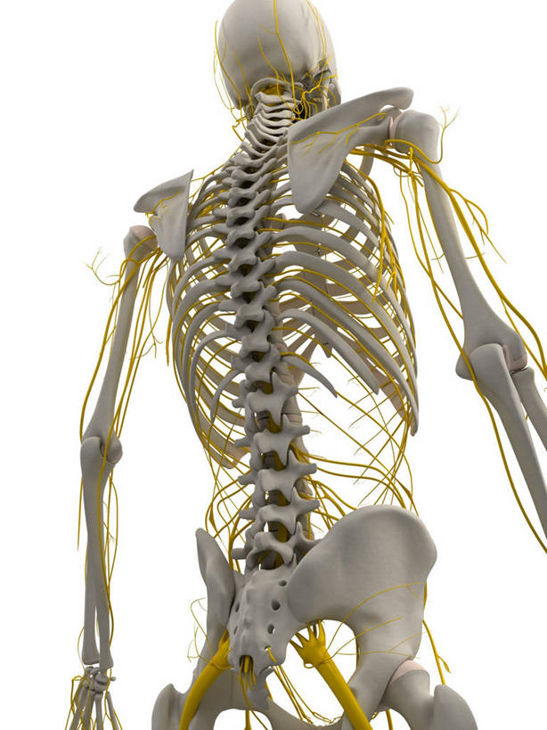 颅骨,脑,脊髓,骨骼,一个人,无人,站,竖图,插画,室内,白天,白色背景,正面,数码,科技,仅一个男性,仅一个人,阴影,网络,骨头,高光,几何,计算机图形,合成,图画,画,仅一个年轻男性,黄色,白色,站着,电脑合成图,数码合成图,骨架,合成图,漫画,写实,具体,具象,鼻骨,顶骨,额骨,颈椎,颞骨,脊神经,脑神经,下颌骨,颧骨,中枢神经系统,周围神经系统,男人,男性,年轻男性,脊柱,头盖骨,站立,半身,彩图,调节系统,植物性神经,周围神经,神经系统,中枢神经