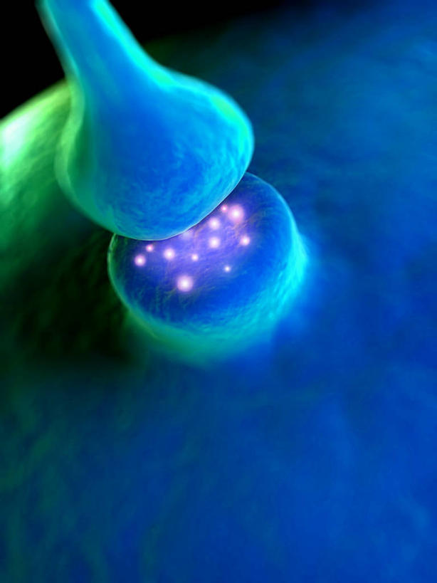 无人,竖图,插画,室内,白天,正面,数码,科技,微生物,阴影,新鲜,传递,科学,网络,细胞,高光,几何,计算机图形,联系,合成,图画,画,绿色,青春,电脑合成图,数码合成图,生物学,传送,生命,合成图,和平,安详,漫画,神经元,写实,具体,具象,突触,神经细胞,冷色,自然科学,博物学,生物科学,接触,彩图,接点