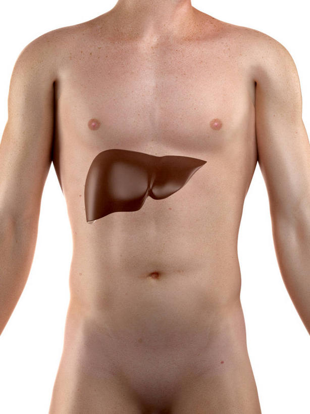 内脏,肝脏,动脉,静脉,一个人,无人,站,竖图,插画,室内,白天,白色背景,正面,数码,科技,仅一个男性,仅一个人,阴影,科学,网络,医学,褐色,高光,几何,计算机图形,合成,图画,裸露,画,仅一个年轻男性,站着,人体,电脑合成图,数码合成图,生物学,人体器官,器官,合成图,裸,漫画,剖面,切面,写实,具体,具象,自然科学,博物学,生物科学,男人,男性,年轻男性,肝,站立,半身,彩图,剖视图,剖切面,剖视