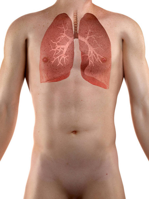 内脏,肺,动脉,静脉,一个人,无人,站,竖图,插画,室内,白天,白色背景,正面,数码,科技,仅一个男性,仅一个人,阴影,科学,网络,医学,褐色,高光,几何,计算机图形,合成,图画,裸露,画,仅一个年轻男性,站着,人体,电脑合成图,数码合成图,生物学,人体器官,器官,合成图,裸,漫画,剖面,切面,写实,具体,具象,自然科学,博物学,生物科学,男人,男性,年轻男性,肺部,肺脏,站立,半身,彩图,剖视图,剖切面,剖视