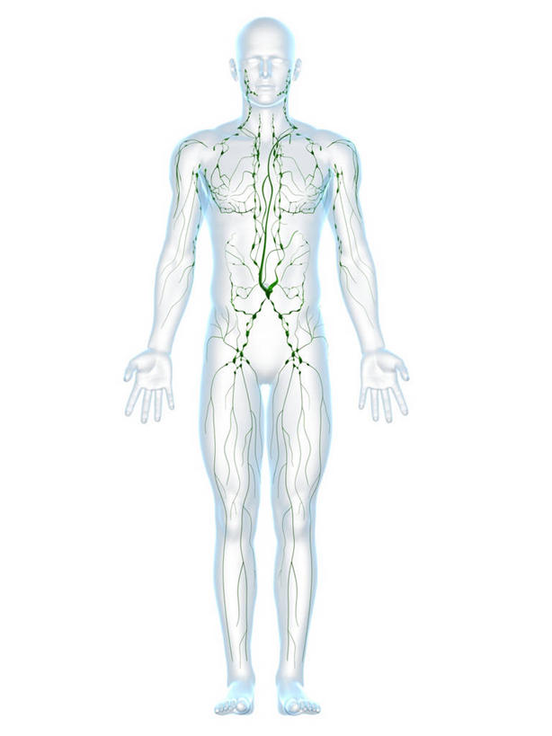 一个人,无人,站,竖图,插画,室内,白天,白色背景,正面,数码,科技,仅一个男性,仅一个人,阴影,科学,网络,纹路,纹理,高光,几何,计算机图形,合成,图画,裸露,画,仅一个年轻男性,绿色,站着,庞大,复杂,电脑合成图,数码合成图,生物学,合成图,裸,漫画,肌理,写实,具体,具象,淋巴系统,淋巴细胞,淋巴,淋巴管,淋巴液,淋巴组织,免疫系统,免疫组织,繁杂,自然科学,博物学,生物科学,男人,男性,年轻男性,站立,半身,彩图