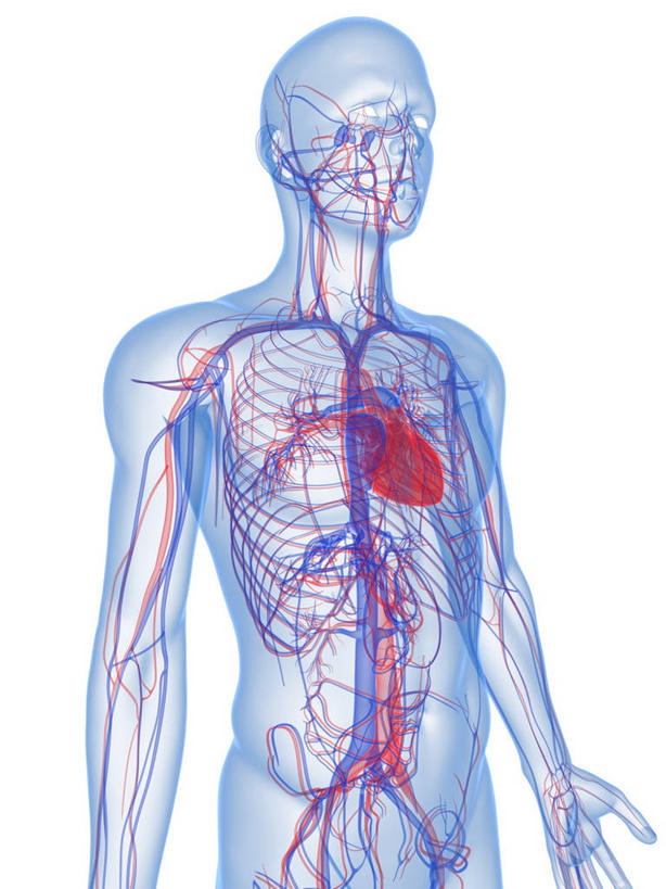 内脏,心脏,动脉,静脉,血管,一个人,无人,站,竖图,插画,室内,白天,白色背景,正面,数码,科技,仅一个男性,仅一个人,阴影,科学,网络,医学,高光,几何,计算机图形,合成,图画,画,仅一个年轻男性,站着,人体,电脑合成图,数码合成图,生物学,心血管系统,人体器官,张开五指,器官,合成图,封闭,漫画,心血管,心房,心室,写实,具体,具象,血液循环,自然科学,博物学,生物科学,男人,男性,年轻男性,心,站立,半身,彩图,管道系统,五指张开