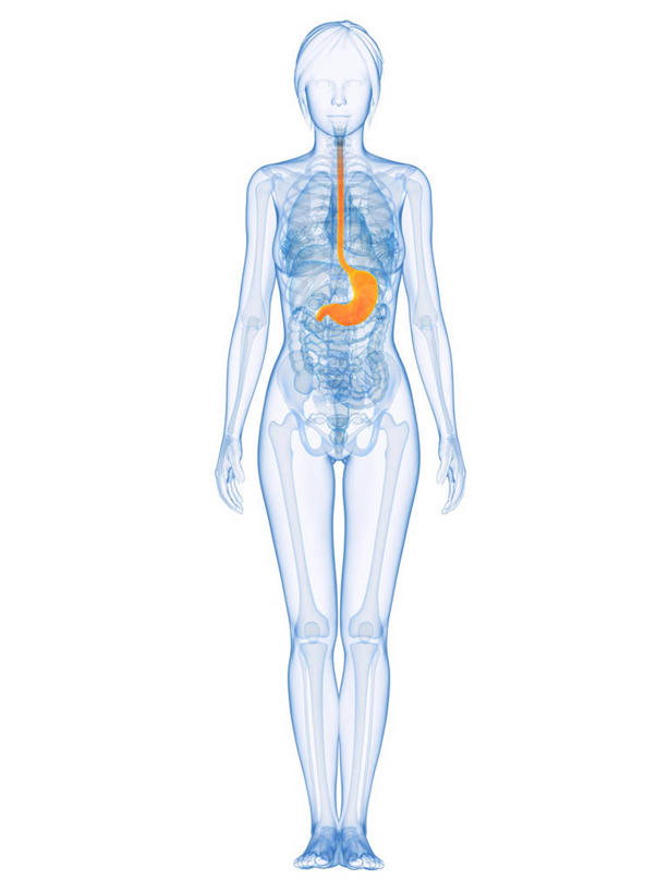 腹部,内脏,胃,动脉,静脉,一个人,无人,站,竖图,插画,室内,白天,白色背景,正面,数码,科技,仅一个年轻女性,仅一个女性,仅一个人,阴影,科学,网络,医学,高光,几何,计算机图形,合成,图画,画,蓝色,站着,橙色,人体,电脑合成图,数码合成图,生物学,人体器官,器官,合成图,漫画,写实,具体,具象,自然科学,博物学,生物科学,年轻女性,女人,女性,胃部,站立,彩图,全身