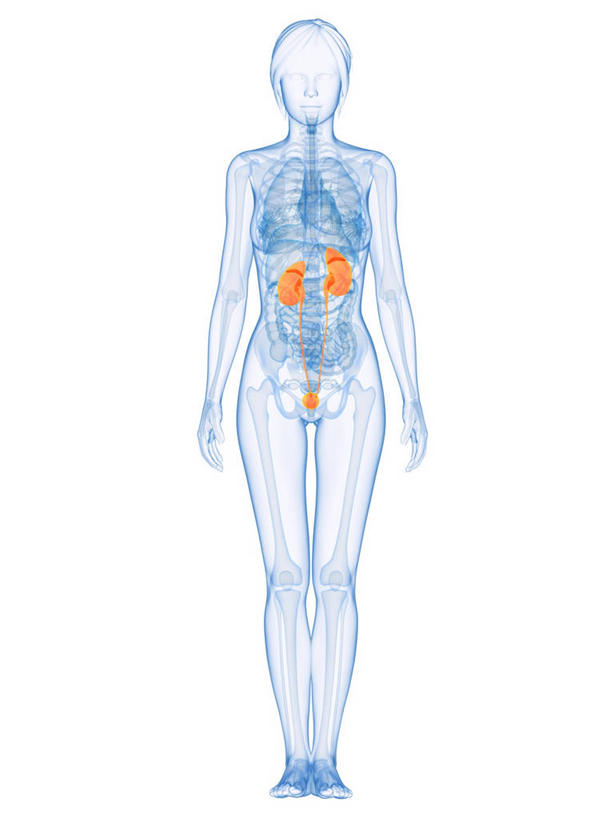 内脏,肾脏,动脉,静脉,膀胱,尿道,一个人,无人,站,竖图,插画,室内,白天,白色背景,正面,数码,科技,仅一个年轻女性,仅一个女性,仅一个人,阴影,科学,网络,医学,高光,几何,计算机图形,合成,图画,画,蓝色,站着,橙色,人体,电脑合成图,数码合成图,生物学,人体器官,器官,合成图,漫画,泌尿系统,输尿管,写实,具体,具象,排泄,自然科学,博物学,生物科学,年轻女性,女人,女性,站立,彩图,全身,代谢