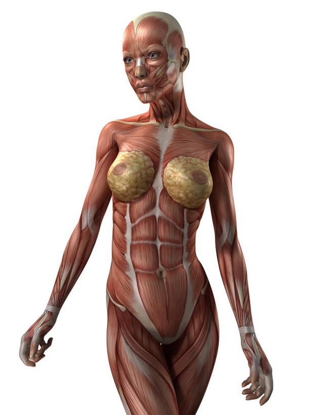 乳房,一个人,无人,站,竖图,插画,室内,白天,白色背景,正面,数码,科技,微生物,仅一个年轻女性,仅一个女性,仅一个人,阴影,科学,网络,医学,细胞,高光,几何,计算机图形,合成,图画,注视,裸露,画,观察,看,站着,赤裸,观看,电脑合成图,数码合成图,察看,生物学,合成图,关注,裸,漫画,写实,具体,具象,骨骼肌,年轻女性,女人,女性,站立,半身,彩图,肌肉细胞,肌细胞,横纹肌