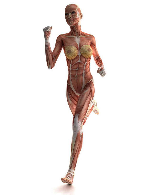 乳房,一个人,无人,跑,竖图,插画,室内,白天,白色背景,正面,锻炼,运动,数码,科技,微生物,仅一个年轻女性,仅一个女性,仅一个人,阴影,科学,网络,医学,细胞,高光,几何,计算机图形,合成,图画,注视,裸露,画,观察,看,赤裸,观看,张开双腿,电脑合成图,数码合成图,察看,生物学,合成图,关注,裸,漫画,写实,具体,具象,展开双腿,骨骼肌,体育,年轻女性,女人,女性,跑步,彩图,全身,健身,肌肉细胞,肌细胞,横纹肌,伸展双腿
