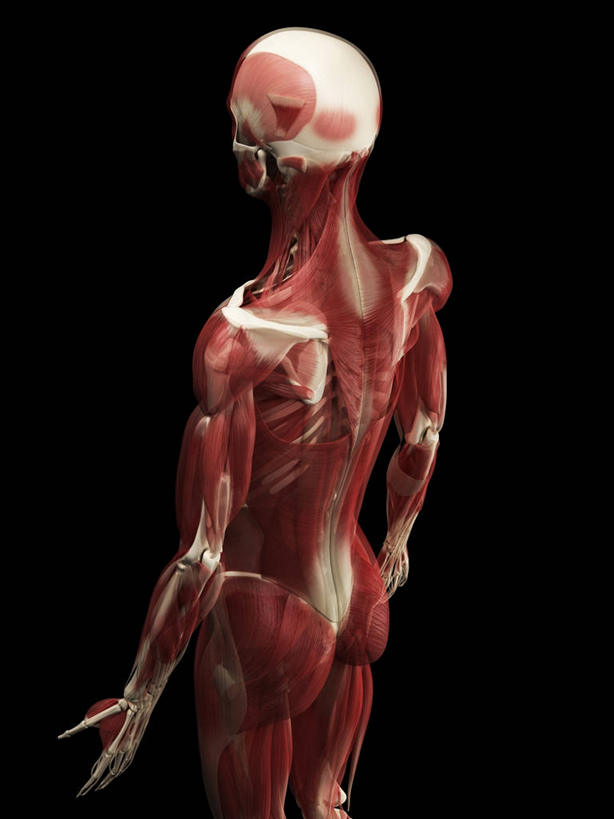 骨骼,一个人,无人,站,竖图,插画,室内,白天,正面,数码,科技,微生物,仅一个男性,仅一个人,阴影,黑色背景,科学,网络,医学,细胞,骨头,高光,几何,计算机图形,合成,图画,画,仅一个年轻男性,红色,白色,站着,电脑合成图,数码合成图,骨架,生物学,张开五指,合成图,漫画,写实,具体,具象,骨骼肌,男人,男性,年轻男性,站立,半身,彩图,肌肉细胞,肌细胞,横纹肌,五指张开