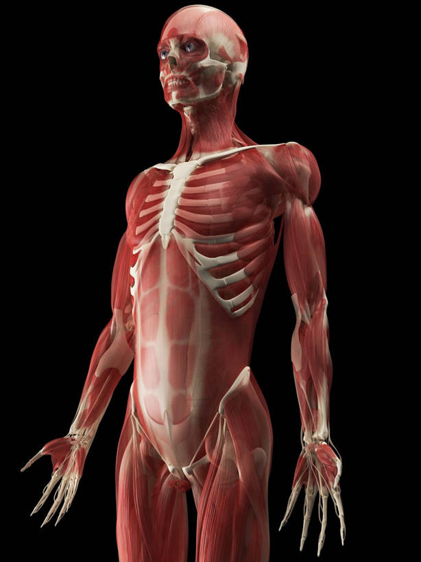 骨骼,一个人,无人,站,竖图,插画,室内,白天,正面,数码,科技,微生物,仅一个男性,仅一个人,阴影,黑色背景,科学,网络,医学,细胞,骨头,高光,几何,计算机图形,合成,图画,注视,画,仅一个年轻男性,红色,白色,观察,看,站着,观看,电脑合成图,数码合成图,骨架,察看,生物学,张开五指,合成图,关注,漫画,写实,具体,具象,骨骼肌,男人,男性,年轻男性,站立,半身,彩图,肌肉细胞,肌细胞,横纹肌,五指张开