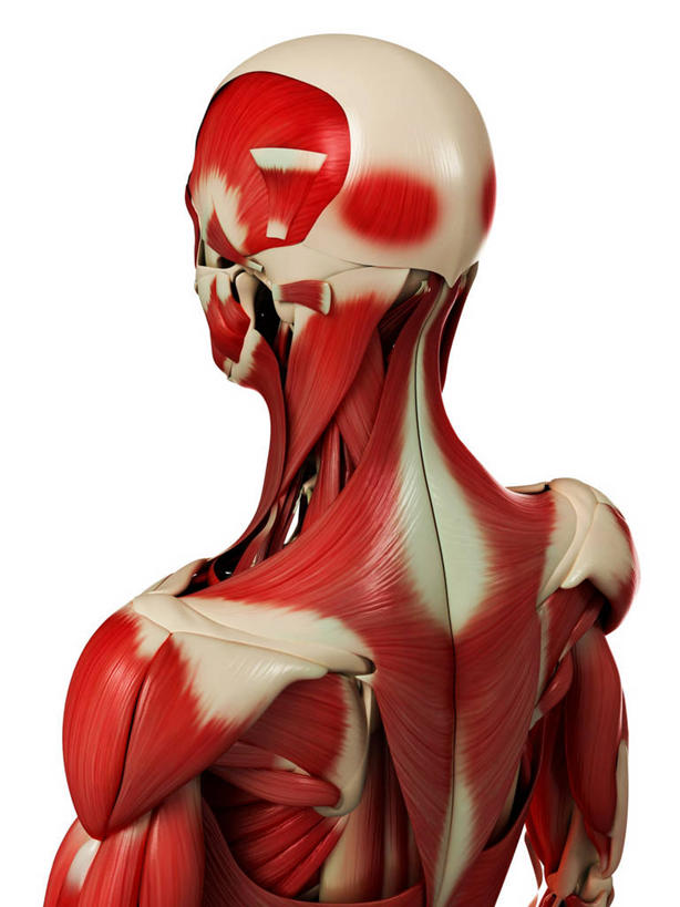 脸,头,脸颊,骨骼,一个人,无人,站,竖图,插画,室内,特写,白天,白色背景,正面,数码,科技,微生物,仅一个男性,仅一个人,阴影,科学,网络,医学,细胞,骨头,高光,几何,计算机图形,合成,图画,肩膀,画,仅一个年轻男性,红色,白色,站着,电脑合成图,数码合成图,骨架,生物学,合成图,漫画,写实,具体,具象,骨骼肌,男人,男性,年轻男性,头部,脸部,脸蛋,面部,站立,半身,彩图,肌肉细胞,肌细胞,横纹肌