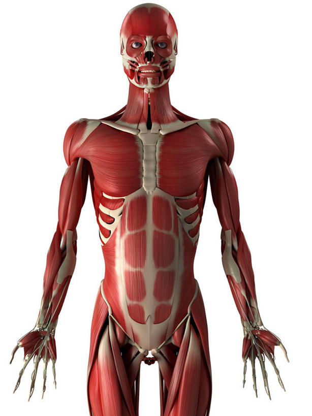 骨骼,一个人,无人,站,竖图,插画,室内,白天,白色背景,正面,数码,科技,微生物,仅一个男性,仅一个人,阴影,科学,网络,医学,细胞,骨头,高光,几何,计算机图形,合成,图画,注视,画,仅一个年轻男性,红色,白色,观察,看,站着,观看,电脑合成图,数码合成图,骨架,察看,生物学,张开五指,合成图,关注,漫画,写实,具体,具象,骨骼肌,男人,男性,年轻男性,站立,半身,彩图,肌肉细胞,肌细胞,横纹肌,五指张开