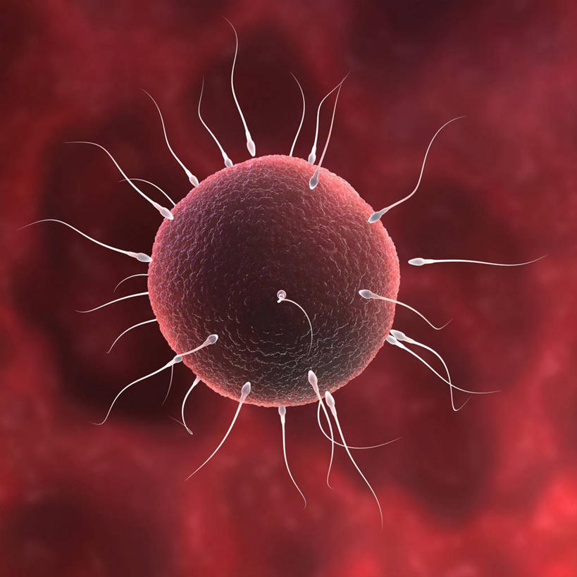 无人,方图,插画,室内,白天,正面,兴奋,热情,数码,科技,微生物,阴影,科学,网络,细胞,高光,几何,计算机图形,开放,合成,图画,画,红色,精子,健康,温暖,奔放,活力,积极,激情,朝气,暖色,吉祥,电脑合成图,数码合成图,生物学,生命,合成图,卵子,漫画,饱满,卵细胞,写实,具体,具象,革命,热烈,赤色,生殖细胞,充实,斗志,喜气,主动,自然科学,单倍体生殖细胞,雄配子,雄性生殖细胞,雄性细胞,博物学,生物科学,彩图,欢乐,受精卵