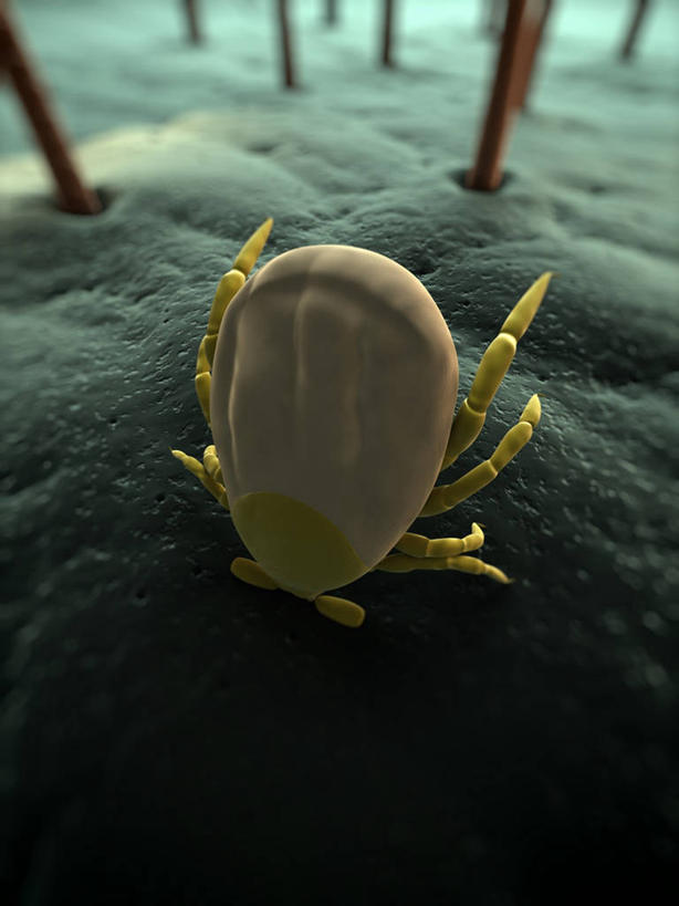 无人,竖图,俯视,插画,室内,白天,数码,科技,阴影,科学,网络,昆虫,高光,几何,计算机图形,合成,图画,画,一只,动物,趴着,皮肤,电脑合成图,数码合成图,生物学,毛发,合成图,漫画,写实,具体,具象,害虫,壁虱,蜱,草爬子,自然科学,博物学,生物科学,趴,彩图,高角度拍摄,全身