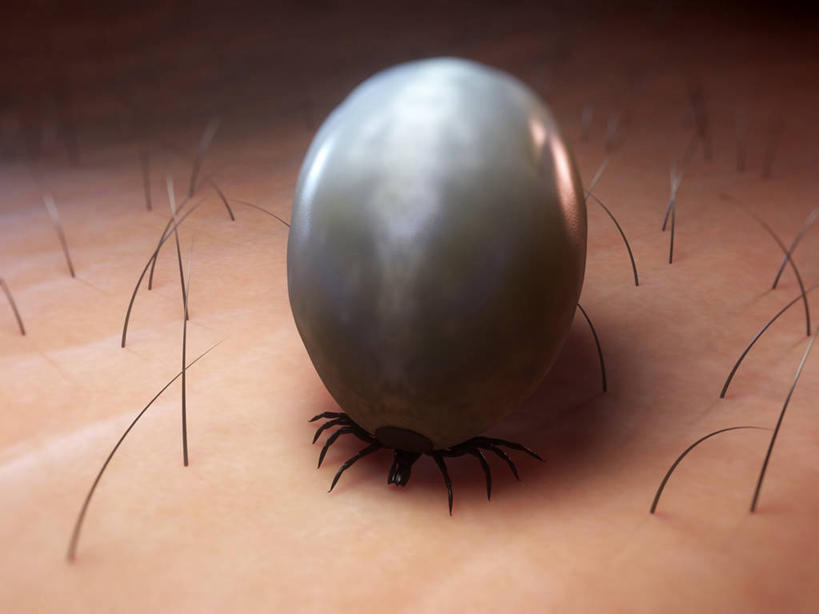 无人,横图,俯视,插画,室内,白天,数码,科技,阴影,科学,网络,昆虫,高光,几何,计算机图形,合成,图画,画,一只,动物,趴着,皮肤,电脑合成图,数码合成图,生物学,毛发,合成图,漫画,写实,具体,具象,害虫,壁虱,蜱,草爬子,自然科学,博物学,生物科学,趴,彩图,高角度拍摄,全身