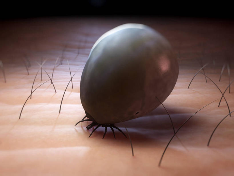 无人,横图,俯视,插画,室内,白天,数码,科技,阴影,科学,网络,昆虫,高光,几何,计算机图形,合成,图画,画,一只,动物,趴着,皮肤,电脑合成图,数码合成图,生物学,毛发,合成图,漫画,写实,具体,具象,害虫,壁虱,蜱,草爬子,自然科学,博物学,生物科学,趴,彩图,高角度拍摄,全身