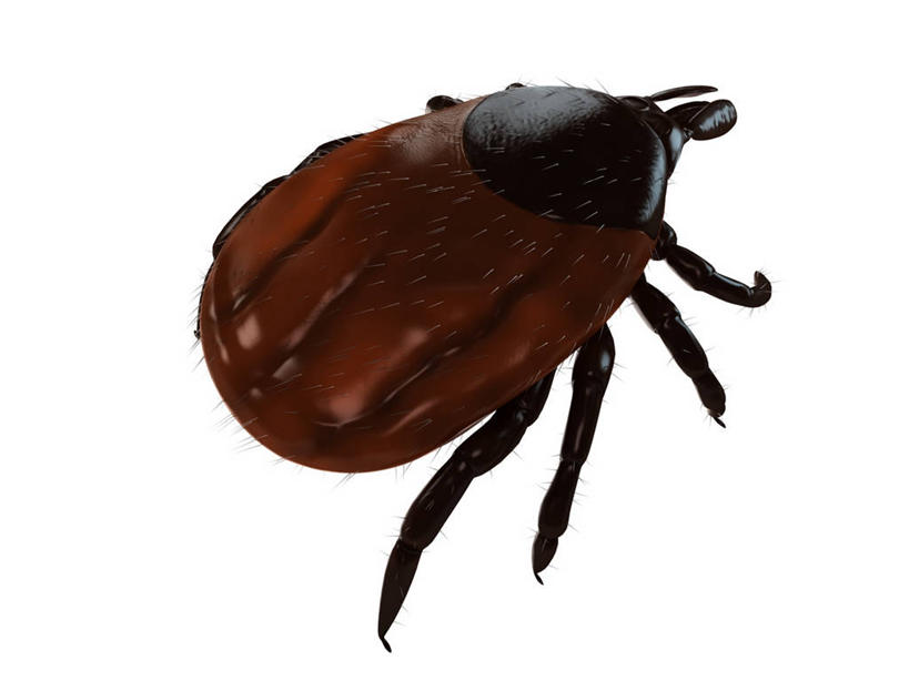 无人,横图,俯视,插画,室内,白天,白色背景,数码,科技,阴影,网络,昆虫,棕色,高光,几何,计算机图形,合成,图画,画,一只,动物,趴着,电脑合成图,数码合成图,合成图,漫画,写实,具体,具象,害虫,壁虱,蜱,草爬子,趴,彩图,高角度拍摄,全身