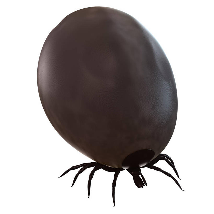 无人,方图,俯视,插画,室内,白天,白色背景,数码,科技,阴影,网络,昆虫,棕色,高光,几何,计算机图形,合成,图画,画,一只,动物,趴着,电脑合成图,数码合成图,合成图,漫画,写实,具体,具象,害虫,壁虱,蜱,草爬子,趴,彩图,高角度拍摄,全身