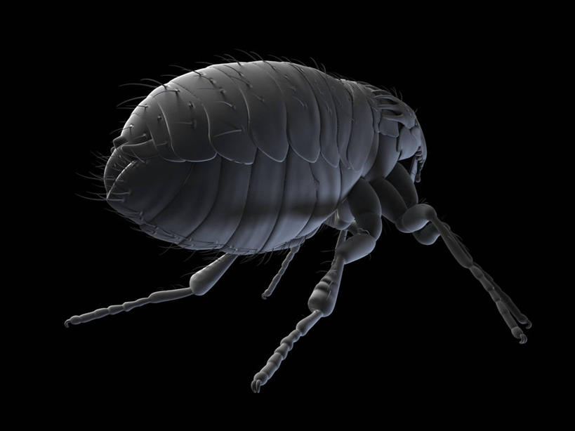 无人,横图,插画,室内,白天,侧面,数码,科技,阴影,黑色背景,网络,昆虫,高光,几何,计算机图形,合成,图画,画,一只,灰色,动物,趴着,电脑合成图,数码合成图,合成图,漫画,写实,具体,具象,害虫,寄生,寄生虫,跳蚤,虼蚤,虼蚤子,趴,彩图,全身,猫跳蚤,猫蚤