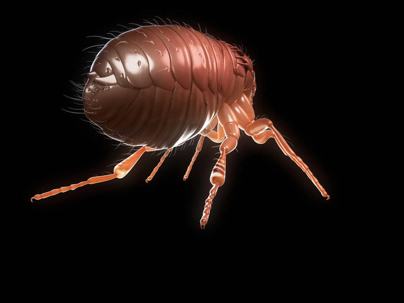 无人,横图,插画,室内,白天,侧面,数码,科技,阴影,黑色背景,网络,昆虫,褐色,高光,几何,计算机图形,合成,图画,画,一只,动物,趴着,电脑合成图,数码合成图,合成图,漫画,写实,具体,具象,害虫,寄生,寄生虫,跳蚤,虼蚤,虼蚤子,趴,彩图,全身,猫跳蚤,猫蚤