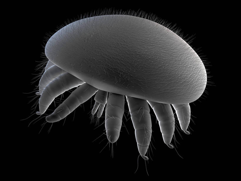 无人,横图,插画,室内,白天,正面,数码,科技,阴影,黑色背景,网络,昆虫,高光,几何,计算机图形,合成,图画,画,一只,灰色,动物,趴着,电脑合成图,数码合成图,合成图,节肢动物,漫画,写实,具体,具象,害虫,柔和,大方,细致,螨虫,中间色,朴素,平稳,趴,彩图,全身,蜱螨,厉螨,蜜蜂螨