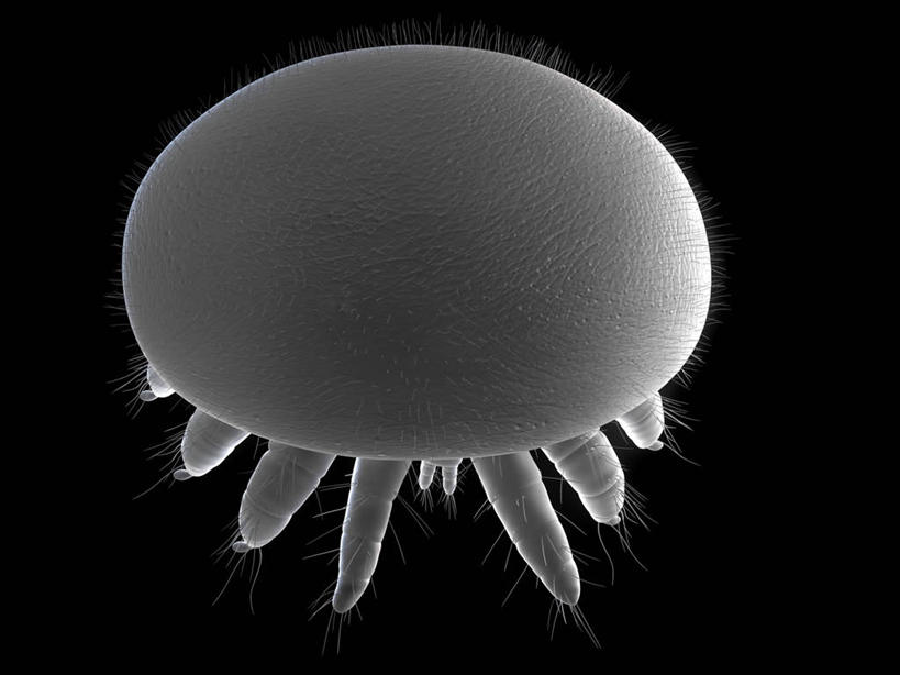 无人,横图,俯视,插画,室内,白天,数码,科技,阴影,黑色背景,网络,昆虫,高光,几何,计算机图形,合成,图画,画,一只,灰色,动物,趴着,电脑合成图,数码合成图,合成图,节肢动物,漫画,写实,具体,具象,害虫,柔和,大方,细致,螨虫,中间色,朴素,平稳,趴,彩图,高角度拍摄,全身,蜱螨,厉螨,蜜蜂螨